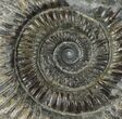 Dactylioceras Ammonite Fossil - England #100467-1
